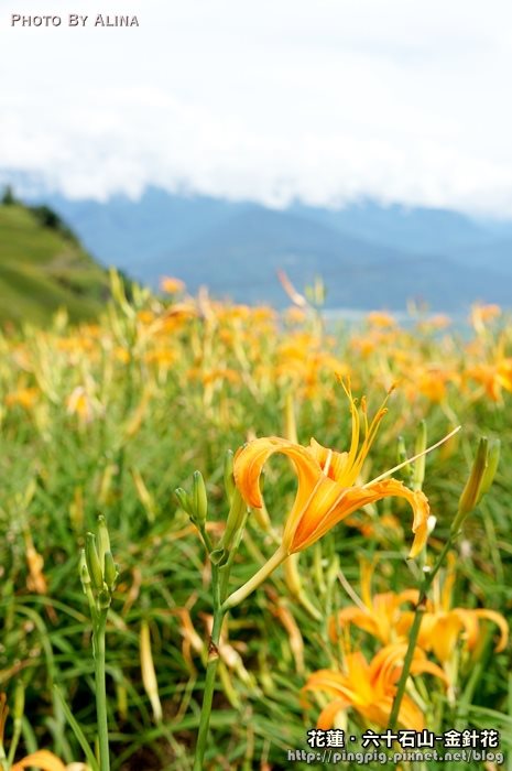 【花蓮3天2夜金針花行程】雲山水熱氣球+炸彈蔥油餅,美食景點記錄 @Alina 愛琳娜 【花蓮3天2夜金針花行程】雲山水熱氣球+炸彈蔥油餅,美食景點記錄 @Alina 愛琳娜