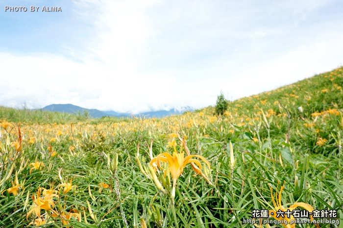 【花蓮3天2夜金針花行程】雲山水熱氣球+炸彈蔥油餅,美食景點記錄 @Alina 愛琳娜 【花蓮3天2夜金針花行程】雲山水熱氣球+炸彈蔥油餅,美食景點記錄 @Alina 愛琳娜