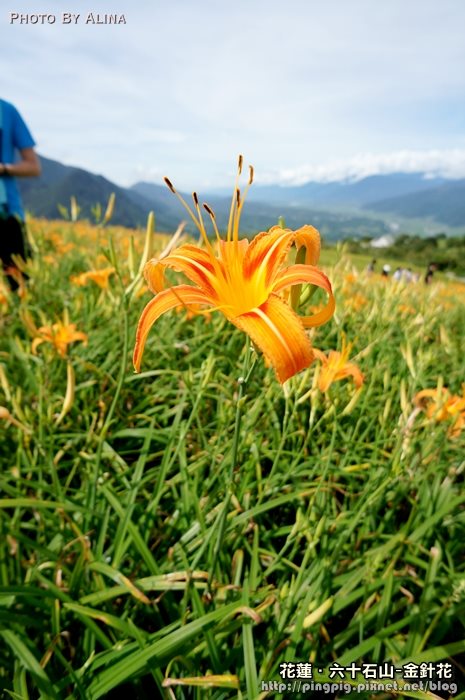 花蓮六十石山鐵掌櫃茶舍｜初訪金針花風味餐便宜又好吃