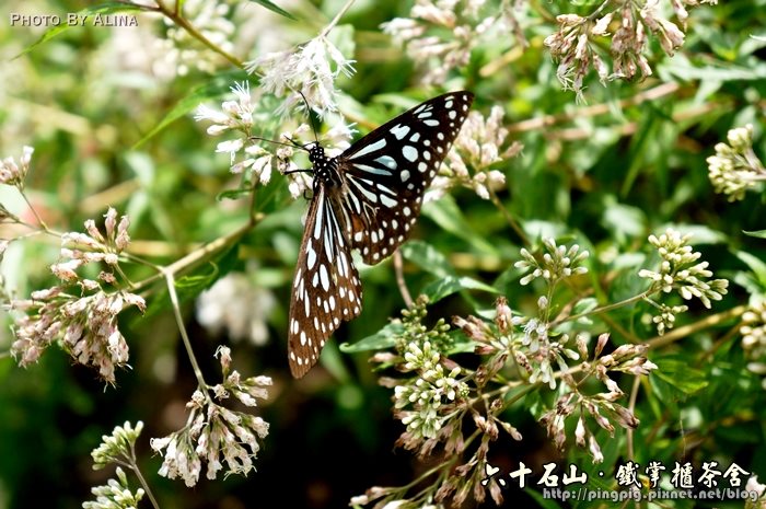 【花蓮食記】六十石山鐵掌櫃茶舍|初訪金針花風味餐便宜又好吃 @Alina 愛琳娜 花蓮六十石山鐵掌櫃茶舍|初訪金針花風味餐便宜又好吃