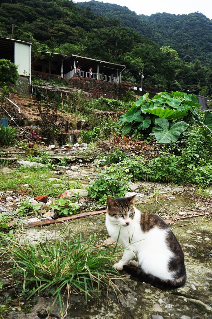 【台北景點】基隆瑞芳猴硐貓咪村｜超多可愛貓咪的愛心聚集地 @Alina 愛琳娜