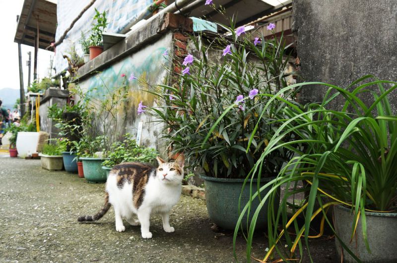 【台北景點】基隆瑞芳猴硐貓咪村｜超多可愛貓咪的愛心聚集地 @Alina 愛琳娜