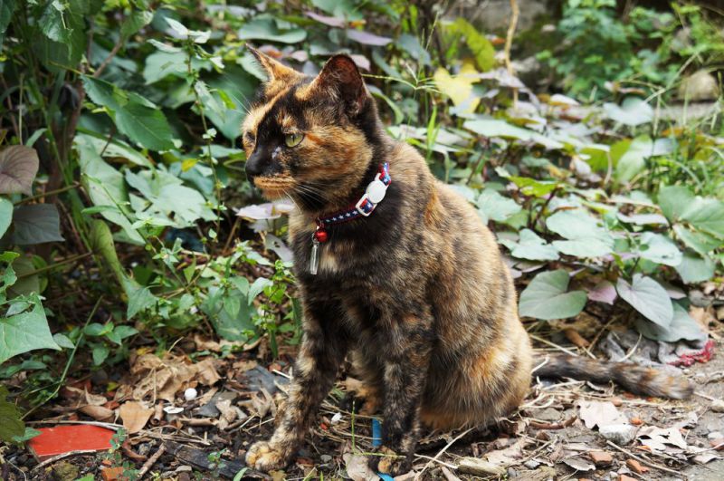 【台北景點】基隆瑞芳猴硐貓咪村｜超多可愛貓咪的愛心聚集地 @Alina 愛琳娜