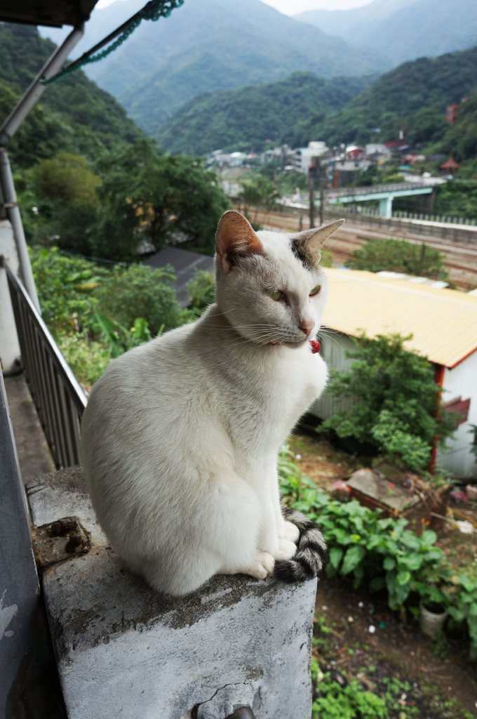 【台北景點】基隆瑞芳猴硐貓咪村｜超多可愛貓咪的愛心聚集地 @Alina 愛琳娜