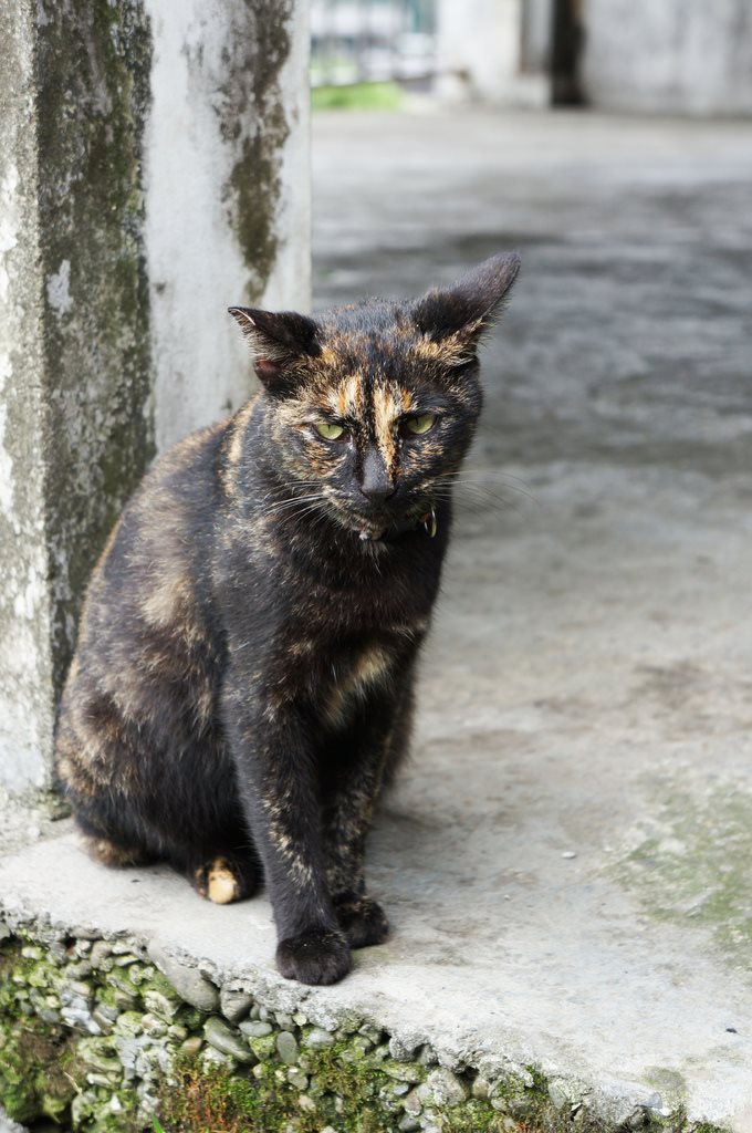 【台北景點】基隆瑞芳猴硐貓咪村｜超多可愛貓咪的愛心聚集地 @Alina 愛琳娜