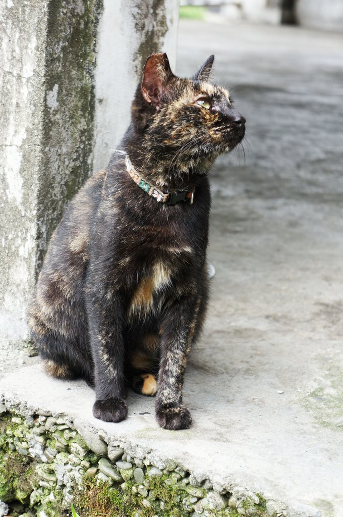 【台北景點】基隆瑞芳猴硐貓咪村｜超多可愛貓咪的愛心聚集地 @Alina 愛琳娜
