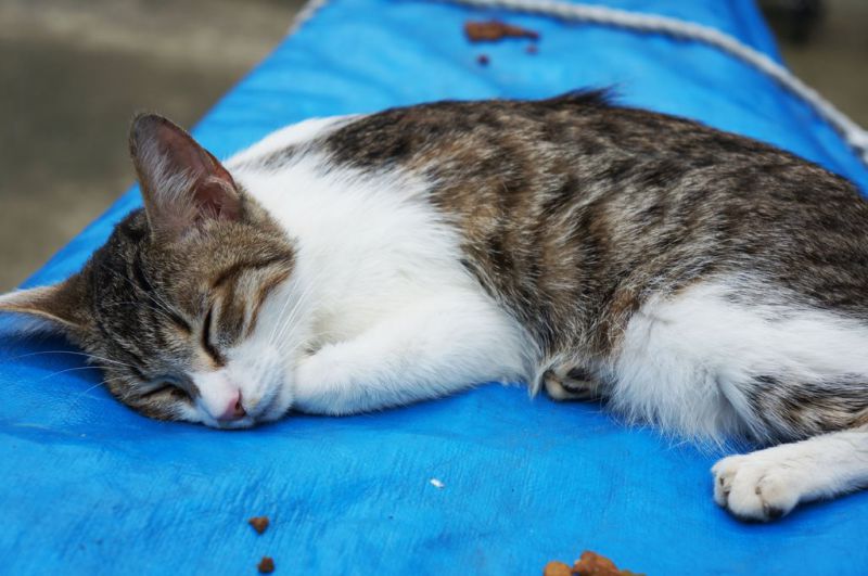 【台北景點】基隆瑞芳猴硐貓咪村｜超多可愛貓咪的愛心聚集地 @Alina 愛琳娜