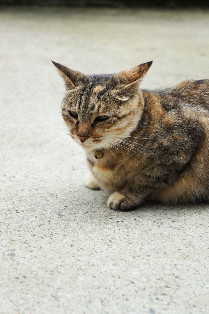 【台北景點】基隆瑞芳猴硐貓咪村｜超多可愛貓咪的愛心聚集地 @Alina 愛琳娜