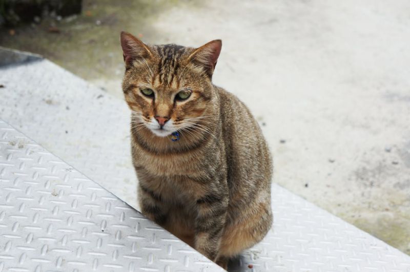 【台北景點】基隆瑞芳猴硐貓咪村｜超多可愛貓咪的愛心聚集地 @Alina 愛琳娜