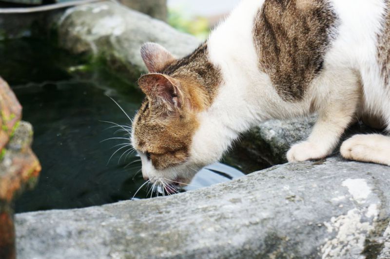 【台北景點】基隆瑞芳猴硐貓咪村｜超多可愛貓咪的愛心聚集地 @Alina 愛琳娜