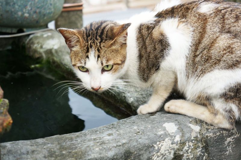 【台北景點】基隆瑞芳猴硐貓咪村｜超多可愛貓咪的愛心聚集地 @Alina 愛琳娜
