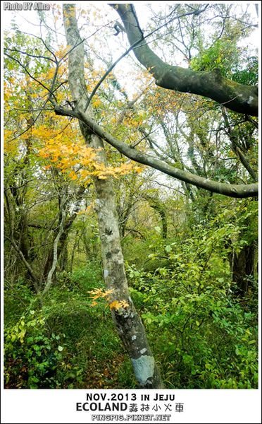 【濟州島景點】ECOLAND森林小火車生態公園-初冬賞楓必遊景點 @Alina 愛琳娜 【濟州島景點】ECOLAND森林小火車生態公園-初冬賞楓必遊景點 @Alina 愛琳娜