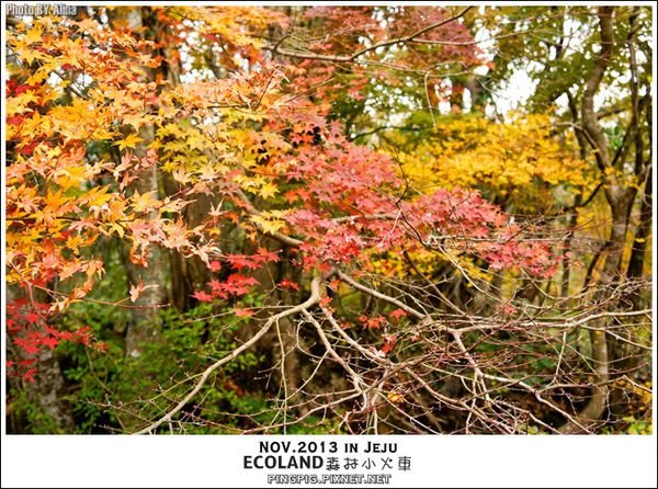 【濟州島景點】ECOLAND森林小火車生態公園-初冬賞楓必遊景點 @Alina 愛琳娜 濟州島ECOLAND森林小火車生態公園-初冬賞楓必遊景點