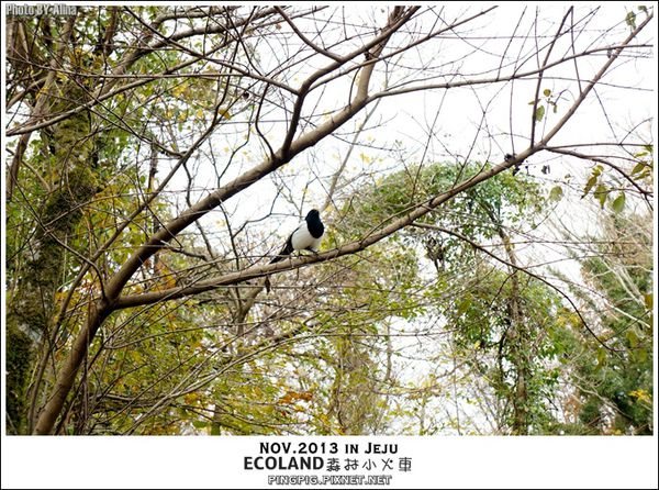 【濟州島景點】ECOLAND森林小火車生態公園-初冬賞楓必遊景點 @Alina 愛琳娜 【濟州島景點】ECOLAND森林小火車生態公園-初冬賞楓必遊景點 @Alina 愛琳娜
