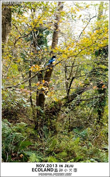 【濟州島景點】ECOLAND森林小火車生態公園-初冬賞楓必遊景點 @Alina 愛琳娜 【濟州島景點】ECOLAND森林小火車生態公園-初冬賞楓必遊景點 @Alina 愛琳娜