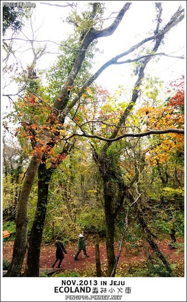 【濟州島景點】ECOLAND森林小火車生態公園-初冬賞楓必遊景點 @Alina 愛琳娜 濟州島ECOLAND森林小火車生態公園-初冬賞楓必遊景點