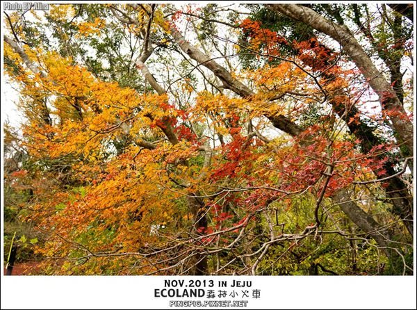 【濟州島景點】ECOLAND森林小火車生態公園-初冬賞楓必遊景點 @Alina 愛琳娜 濟州島ECOLAND森林小火車生態公園-初冬賞楓必遊景點