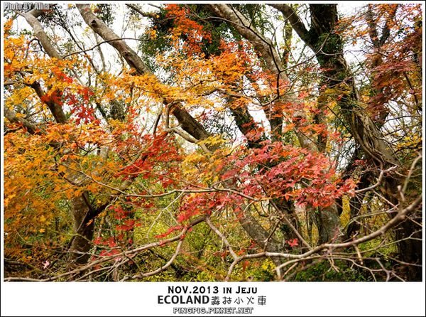 【濟州島景點】ECOLAND森林小火車生態公園-初冬賞楓必遊景點 @Alina 愛琳娜 濟州島ECOLAND森林小火車生態公園-初冬賞楓必遊景點