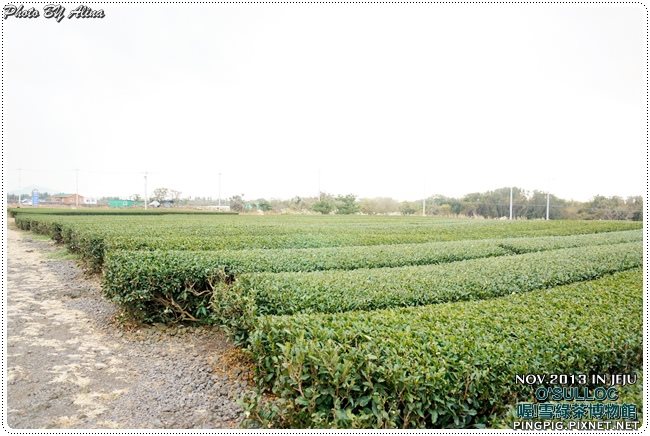 【濟州島景點】OSULLOC 雪綠茶博物館-李敏鎬潤娥innisfree廣告景點 @Alina 愛琳娜
