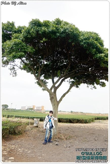 【濟州島景點】OSULLOC 雪綠茶博物館-李敏鎬潤娥innisfree廣告景點 @Alina 愛琳娜