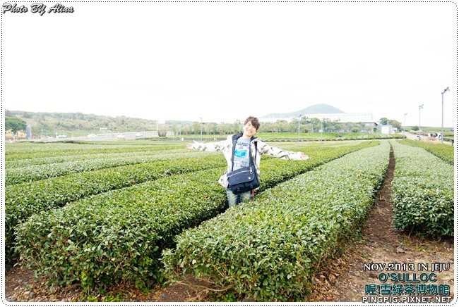 【濟州島景點】OSULLOC 雪綠茶博物館-李敏鎬潤娥innisfree廣告景點 @Alina 愛琳娜