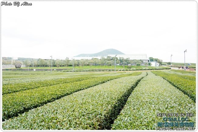 【濟州島景點】OSULLOC 雪綠茶博物館-李敏鎬潤娥innisfree廣告景點 @Alina 愛琳娜