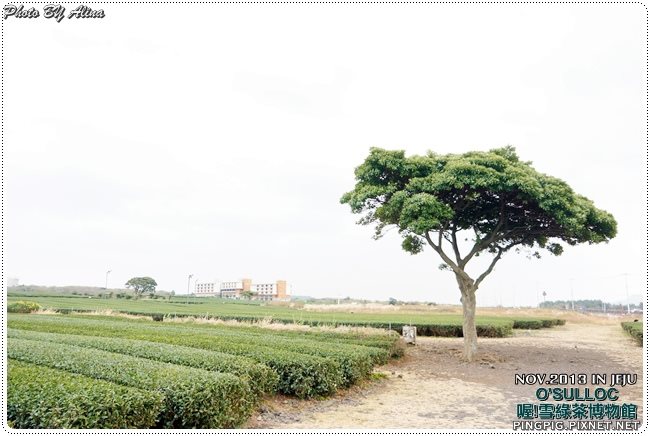 【濟州島景點】OSULLOC 雪綠茶博物館-李敏鎬潤娥innisfree廣告景點 @Alina 愛琳娜