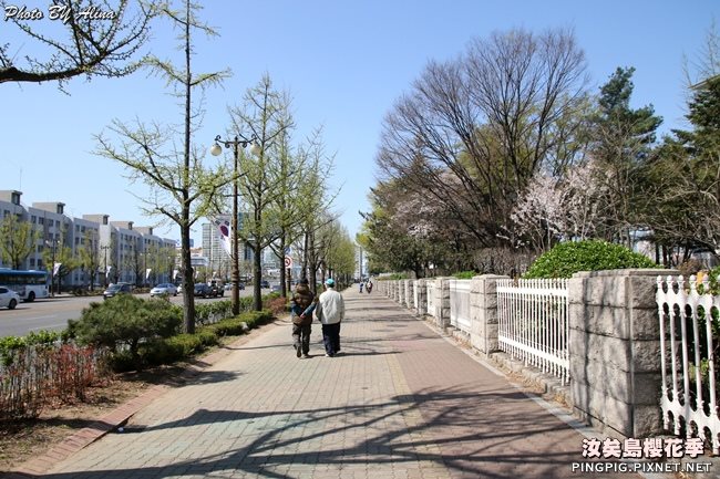 首爾汝矣島櫻花季|美拍櫻花景點:國會議事堂輪中路櫻花道 @Alina 愛琳娜 首爾汝矣島櫻花季-國會議事堂輪中路的櫻花道