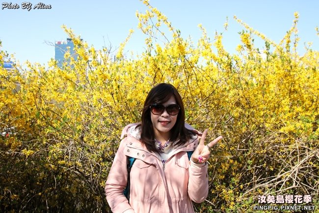 首爾汝矣島櫻花季|美拍櫻花景點:國會議事堂輪中路櫻花道 @Alina 愛琳娜 首爾汝矣島櫻花季-國會議事堂輪中路的櫻花道