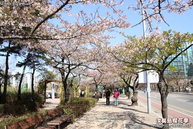 首爾汝矣島櫻花季|美拍櫻花景點:國會議事堂輪中路櫻花道 @Alina 愛琳娜 首爾汝矣島櫻花季-國會議事堂輪中路的櫻花道