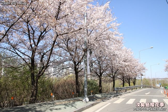 首爾汝矣島櫻花季|美拍櫻花景點:國會議事堂輪中路櫻花道 @Alina 愛琳娜 首爾汝矣島櫻花季-國會議事堂輪中路的櫻花道