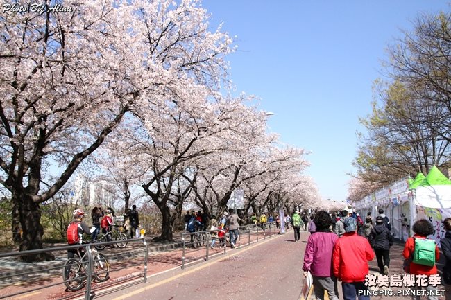 首爾汝矣島櫻花季|美拍櫻花景點:國會議事堂輪中路櫻花道 @Alina 愛琳娜 首爾汝矣島櫻花季-國會議事堂輪中路的櫻花道