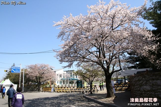 首爾汝矣島櫻花季|美拍櫻花景點:國會議事堂輪中路櫻花道 @Alina 愛琳娜 首爾汝矣島櫻花季-國會議事堂輪中路的櫻花道