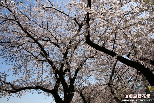 首爾汝矣島櫻花季|美拍櫻花景點:國會議事堂輪中路櫻花道 @Alina 愛琳娜 首爾汝矣島櫻花季-國會議事堂輪中路的櫻花道