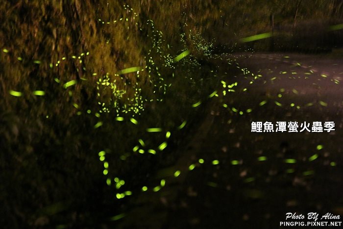 【花蓮行程】初夏鯉魚潭賞螢季 跟著食尚玩家一起兩天一夜瘋狂吃 @Alina 愛琳娜 【花蓮行程】初夏鯉魚潭賞螢季 跟著食尚玩家一起兩天一夜瘋狂吃 @Alina 愛琳娜