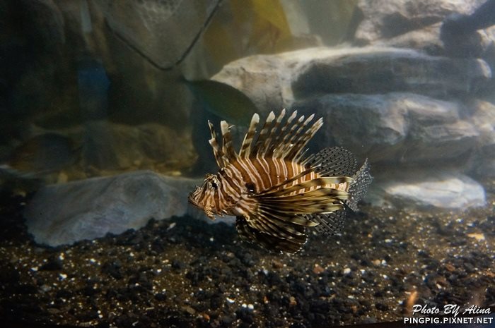 【濟州島景點】涉地可支 濟洲水上星球水族館 Aqua Planet JEJU @Alina 愛琳娜 【濟州島景點】涉地可支 濟洲水上星球水族館 Aqua Planet JEJU @Alina 愛琳娜