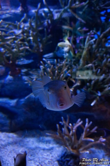 【濟州島景點】涉地可支 濟洲水上星球水族館 Aqua Planet JEJU @Alina 愛琳娜 【濟州島景點】涉地可支 濟洲水上星球水族館 Aqua Planet JEJU @Alina 愛琳娜