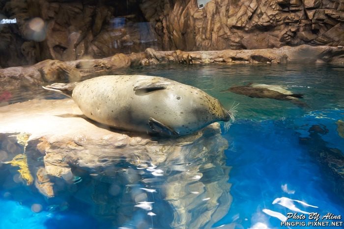 【濟州島景點】涉地可支 濟洲水上星球水族館 Aqua Planet JEJU @Alina 愛琳娜 【濟州島景點】涉地可支 濟洲水上星球水族館 Aqua Planet JEJU @Alina 愛琳娜