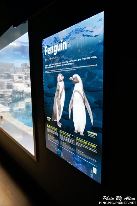 【濟州島景點】涉地可支 濟洲水上星球水族館 Aqua Planet JEJU @Alina 愛琳娜 【濟州島景點】濟洲水上星球水族館 Aqua Planet JEJU 아쿠아플라넷