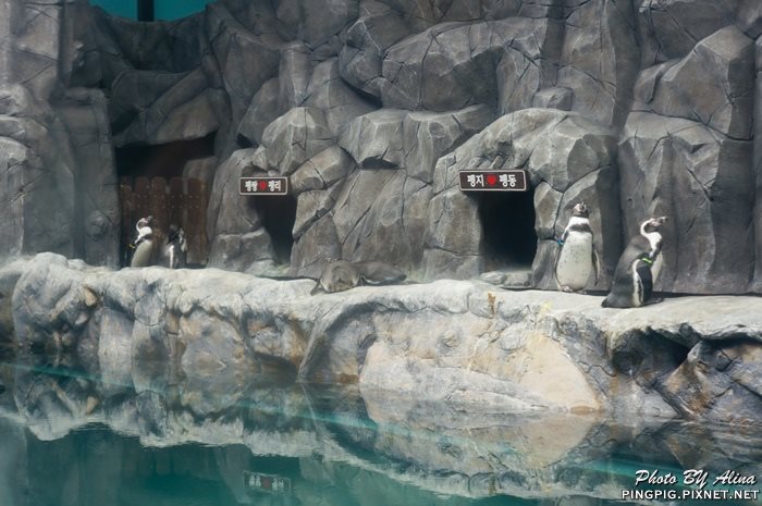【濟州島景點】涉地可支 濟洲水上星球水族館 Aqua Planet JEJU @Alina 愛琳娜 【濟州島景點】涉地可支 濟洲水上星球水族館 Aqua Planet JEJU @Alina 愛琳娜