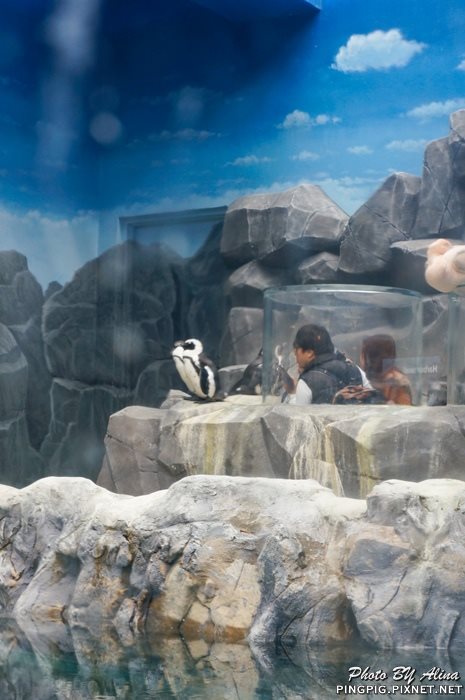 【濟州島景點】濟洲水上星球水族館 Aqua Planet JEJU 아쿠아플라넷