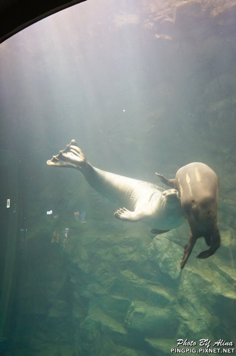 【濟州島景點】涉地可支 濟洲水上星球水族館 Aqua Planet JEJU @Alina 愛琳娜 【濟州島景點】濟洲水上星球水族館 Aqua Planet JEJU 아쿠아플라넷