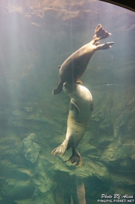 【濟州島景點】涉地可支 濟洲水上星球水族館 Aqua Planet JEJU @Alina 愛琳娜 【濟州島景點】濟洲水上星球水族館 Aqua Planet JEJU 아쿠아플라넷