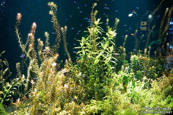 【濟州島景點】涉地可支 濟洲水上星球水族館 Aqua Planet JEJU @Alina 愛琳娜 【濟州島景點】濟洲水上星球水族館 Aqua Planet JEJU 아쿠아플라넷