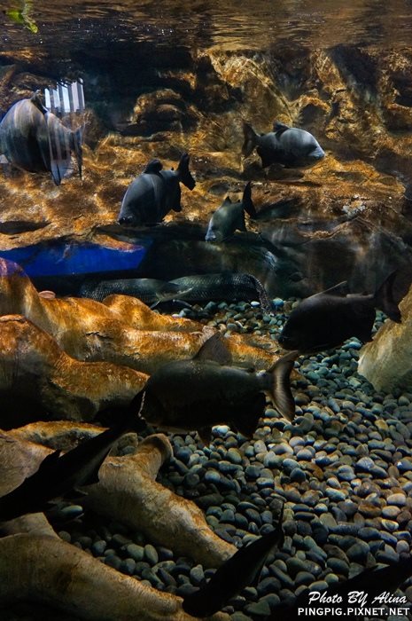 【濟州島景點】涉地可支 濟洲水上星球水族館 Aqua Planet JEJU @Alina 愛琳娜 【濟州島景點】濟洲水上星球水族館 Aqua Planet JEJU 아쿠아플라넷