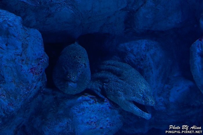【濟州島景點】涉地可支 濟洲水上星球水族館 Aqua Planet JEJU @Alina 愛琳娜 【濟州島景點】濟洲水上星球水族館 Aqua Planet JEJU 아쿠아플라넷