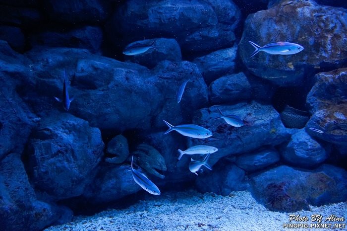 【濟州島景點】涉地可支 濟洲水上星球水族館 Aqua Planet JEJU @Alina 愛琳娜
