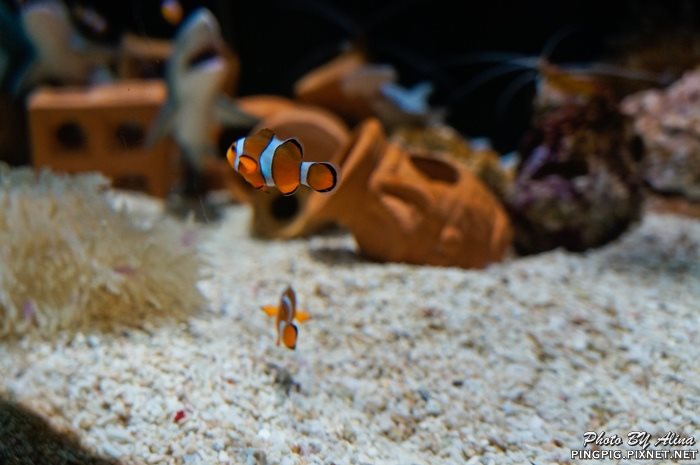 【濟州島景點】涉地可支 濟洲水上星球水族館 Aqua Planet JEJU @Alina 愛琳娜 【濟州島景點】涉地可支 濟洲水上星球水族館 Aqua Planet JEJU @Alina 愛琳娜