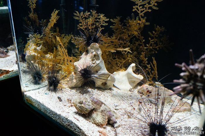 【濟州島景點】涉地可支 濟洲水上星球水族館 Aqua Planet JEJU @Alina 愛琳娜 【濟州島景點】濟洲水上星球水族館 Aqua Planet JEJU 아쿠아플라넷