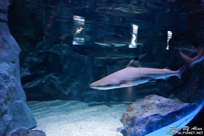 【濟州島景點】濟洲水上星球水族館 Aqua Planet JEJU 아쿠아플라넷